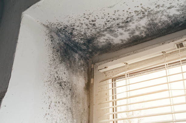 Mold Removal service in New Church